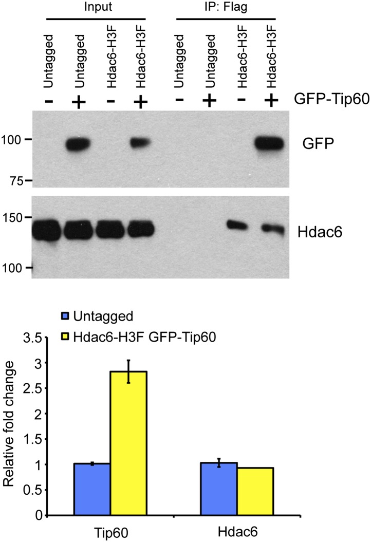 Figure 1—figure supplement 2.