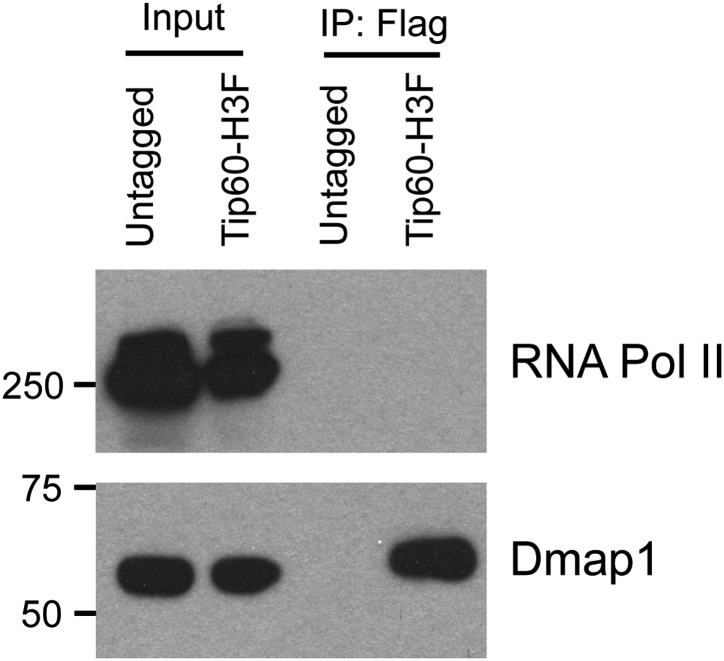 Figure 1—figure supplement 3.