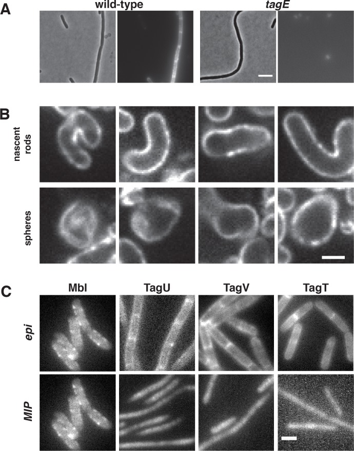 Figure 6—figure supplement 1.