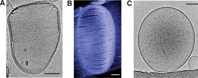 Figure 4—figure supplement 1.