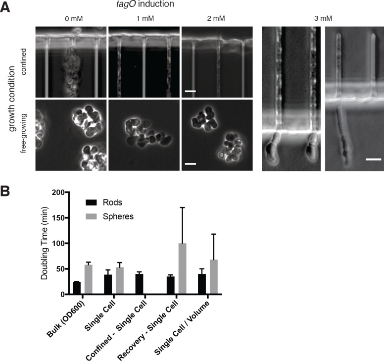 Figure 3—figure supplement 1.