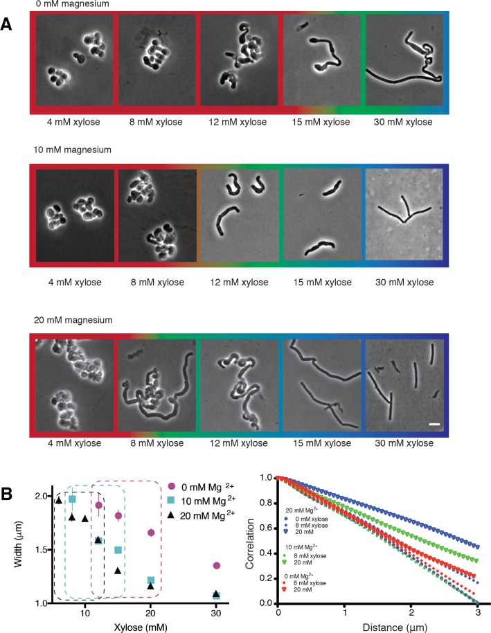 Figure 1—figure supplement 1.