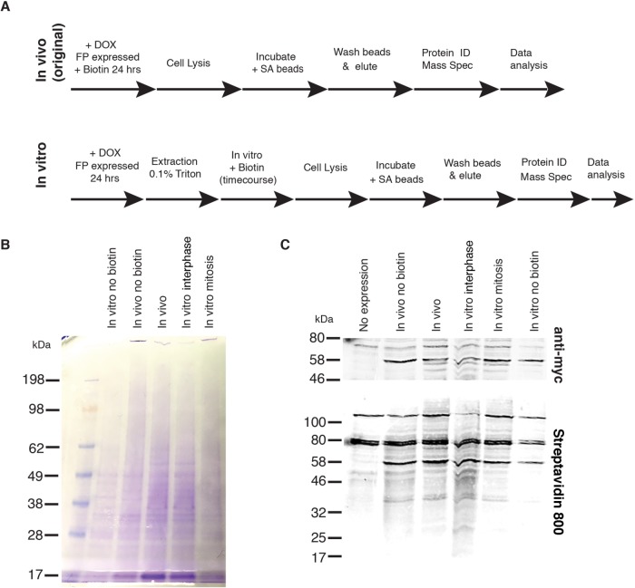 FIGURE 4: