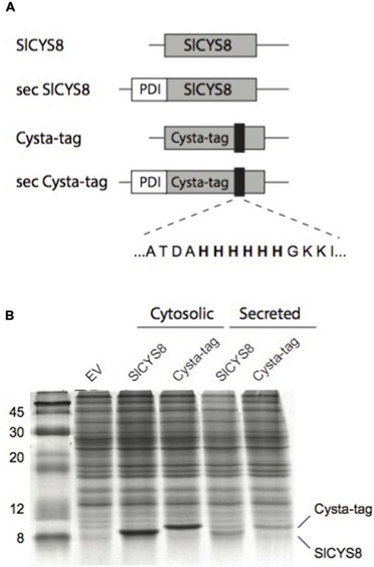 FIGURE 2