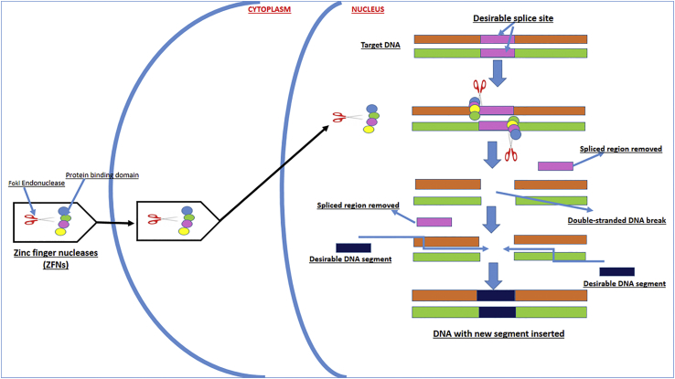 Figure 4