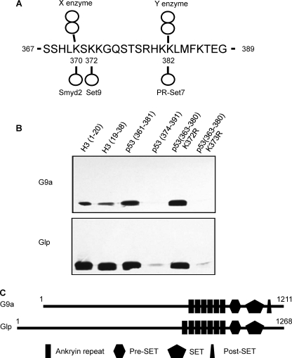 FIGURE 1.