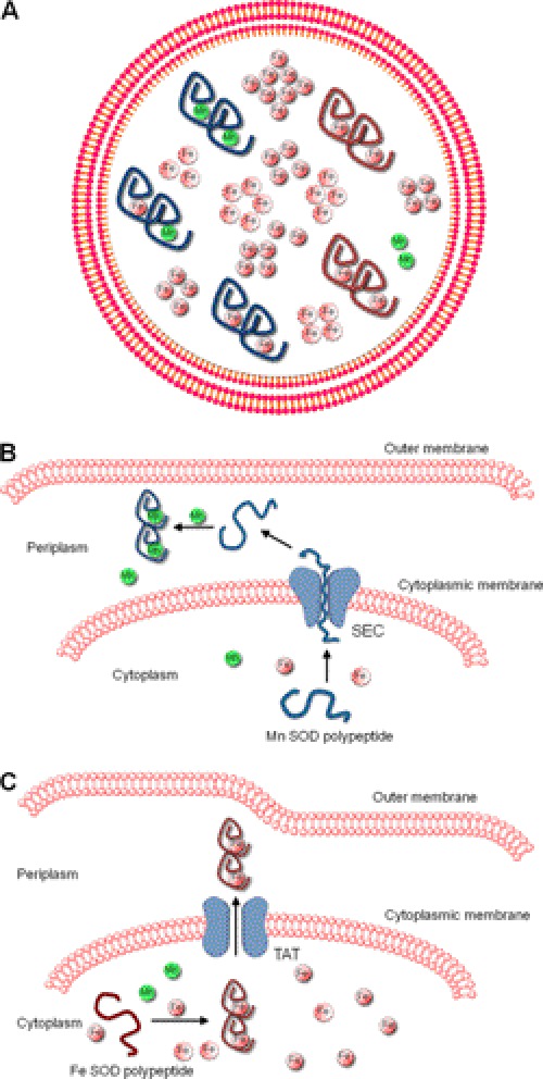 FIGURE 1.