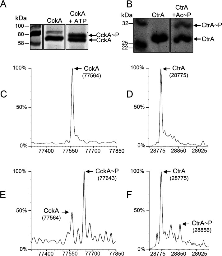 FIG 1