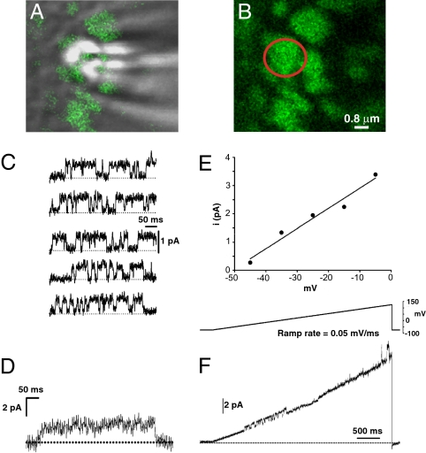 Fig. 1.