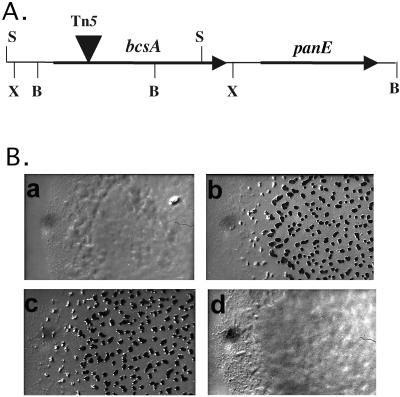 FIG. 2.