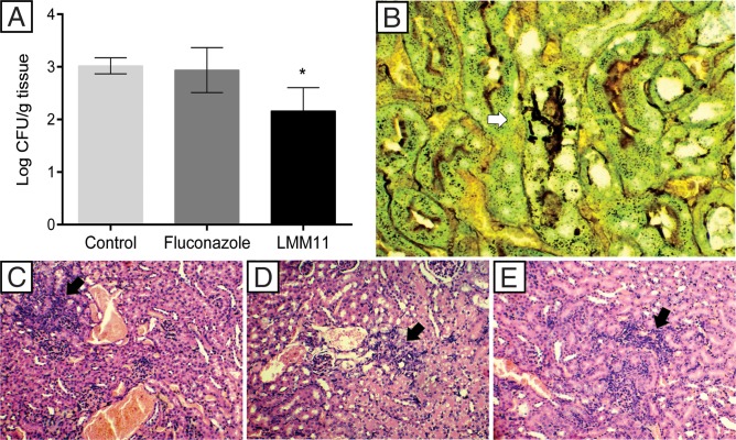 Fig 6