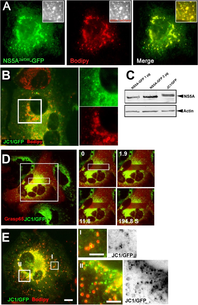 Fig 4