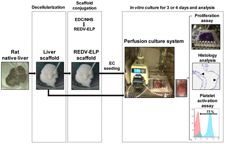 graphic file with name nihms-990809-f0001.jpg