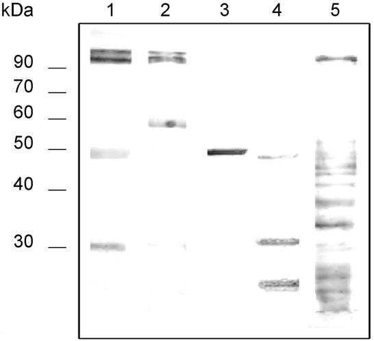 FIG. 5.