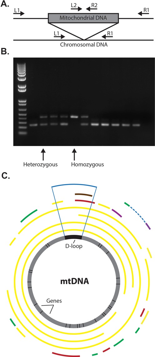 Figure 3.