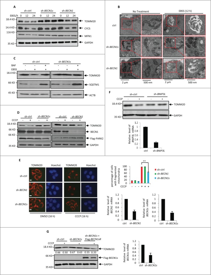 Figure 4 (See previous page).