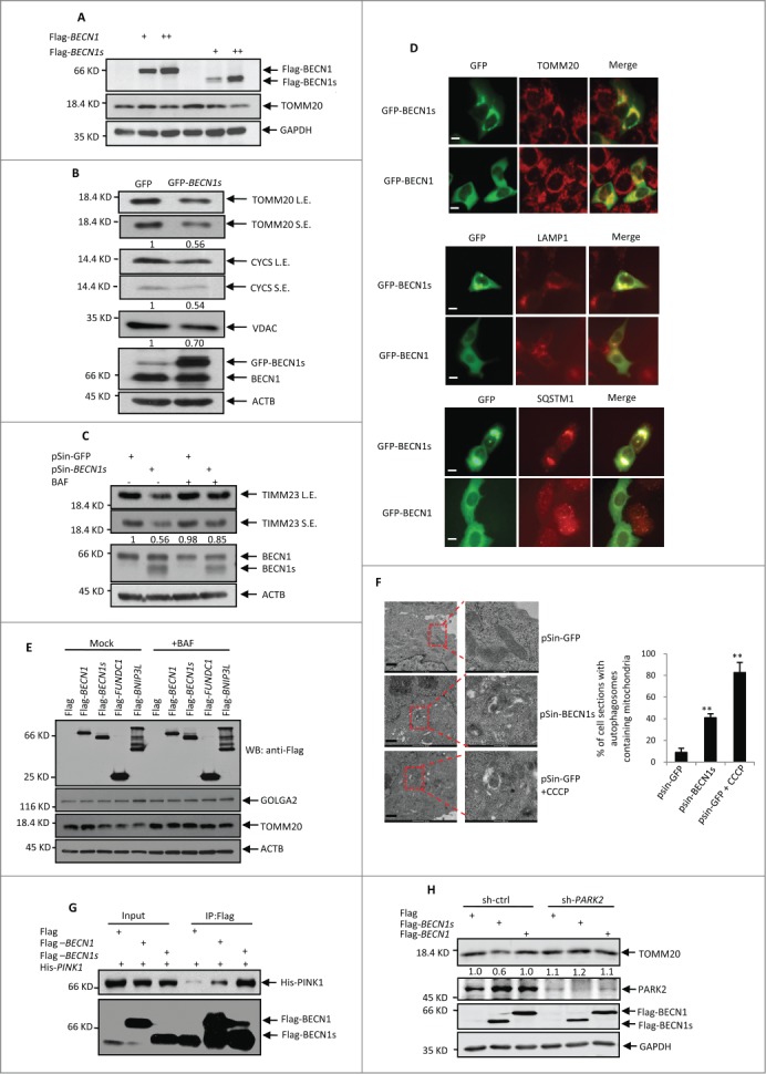 Figure 3 (See previous page).