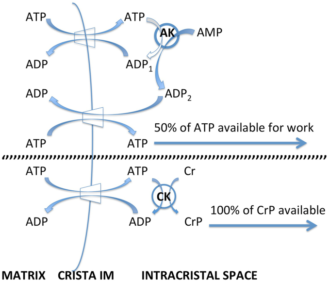 Fig. 8