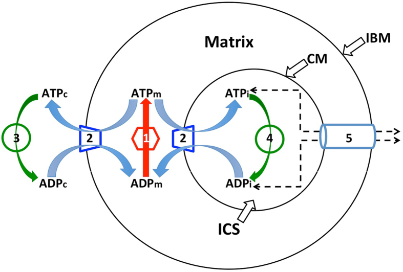 Fig. 2