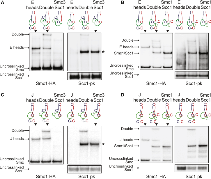 Figure 4