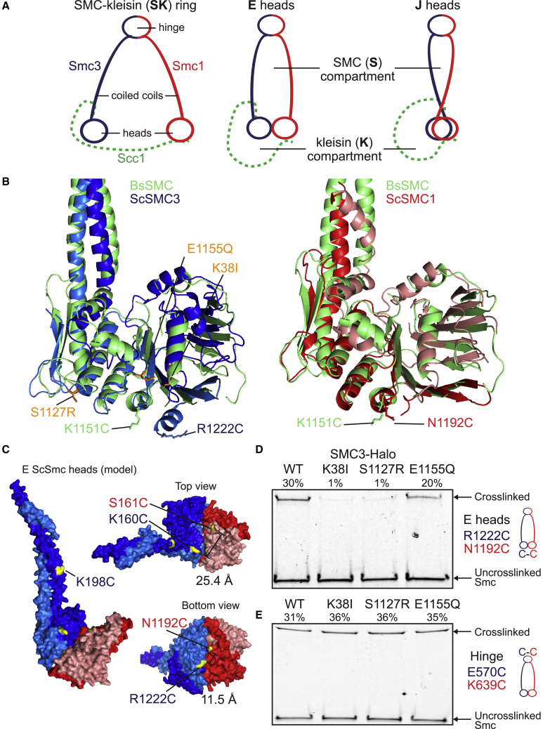 Figure 1