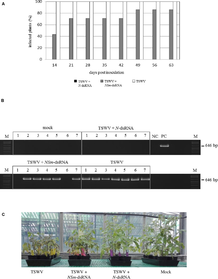 FIGURE 4