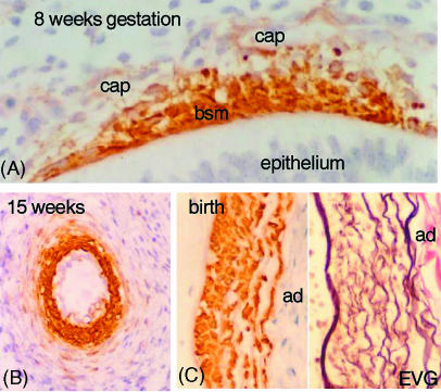 Fig. 9