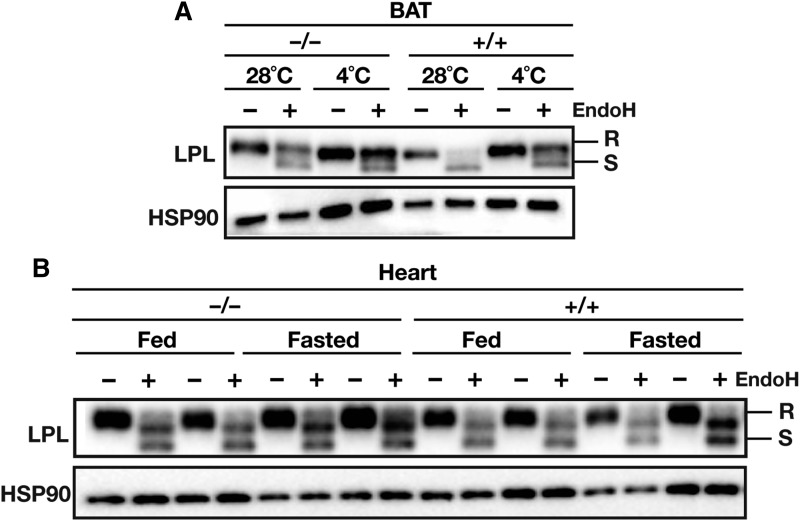 Fig. 10.