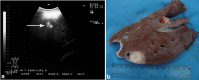 Fig. 13.
