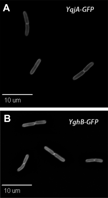 FIG. 7.