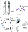 Figure  1