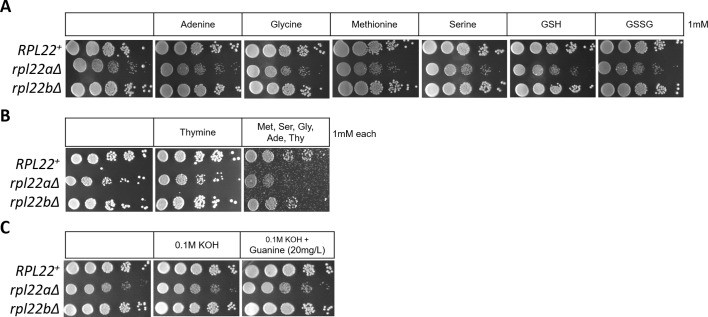 Figure 6—figure supplement 1.