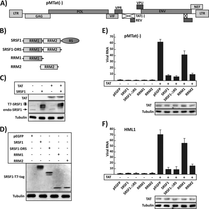 FIG 1