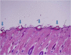Fig. 4.