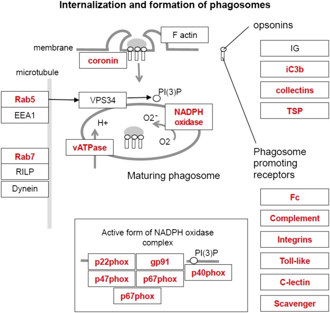 Fig. S1.