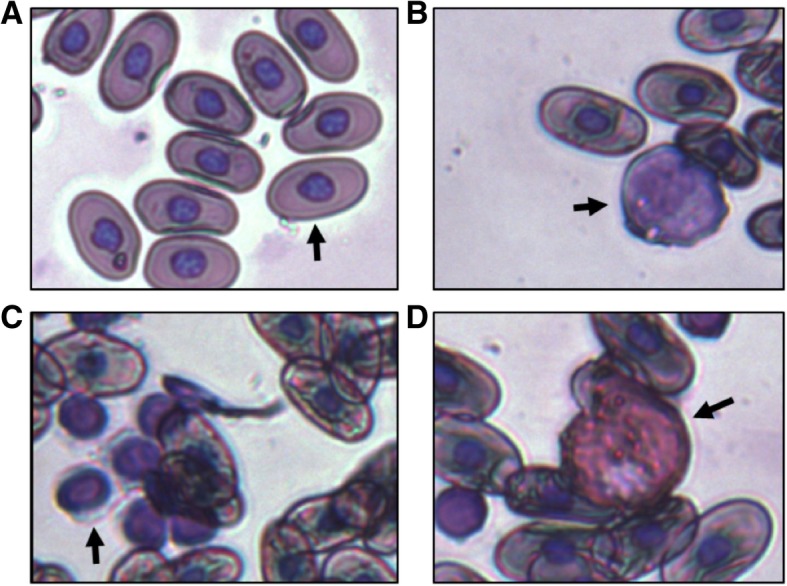 Fig. 2