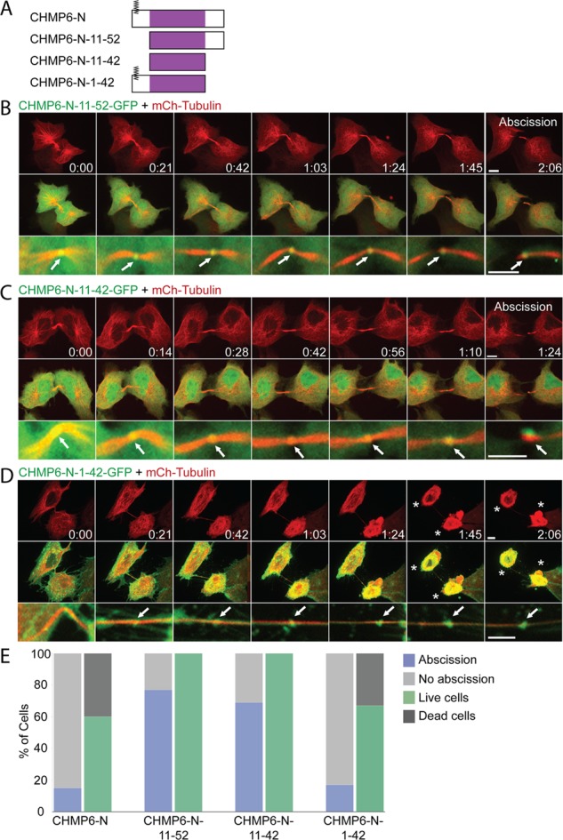 FIGURE 4: