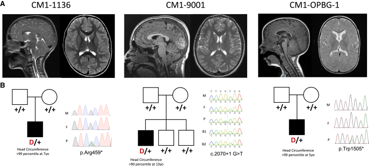 Figure 2