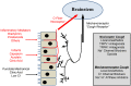 Figure 1 –