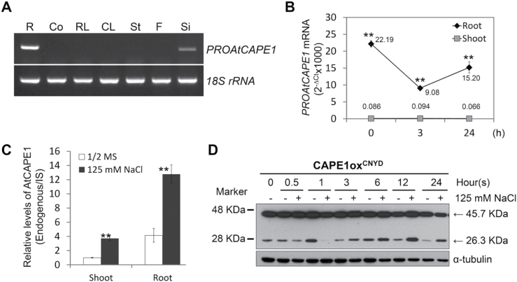 Fig. 6.