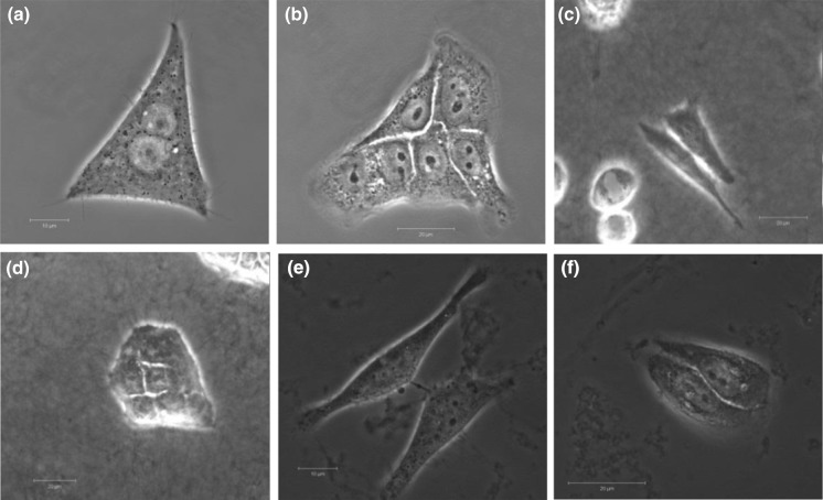 Fig. 1