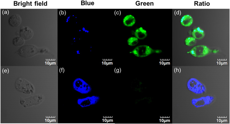 Fig. 4