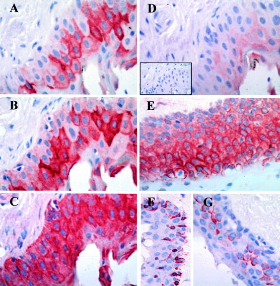 Figure 4  