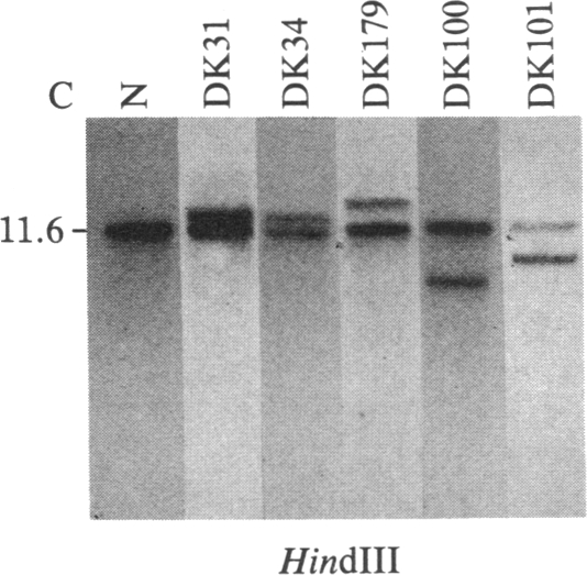 graphic file with name pnas00313-0215-a.jpg