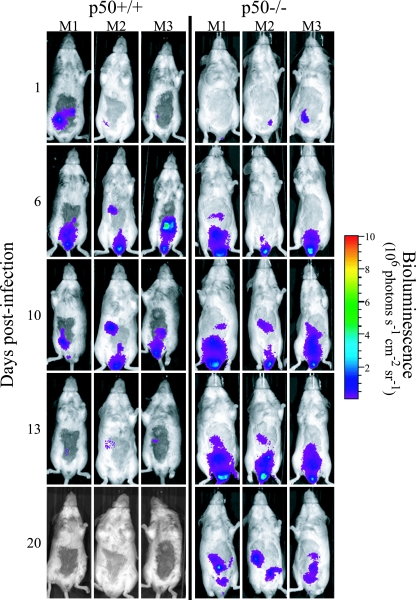 FIG. 2.