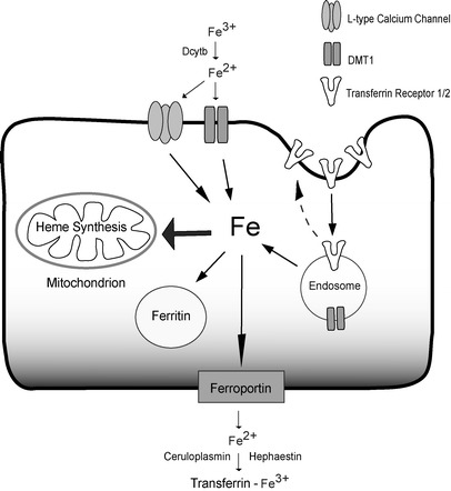 Fig. 1