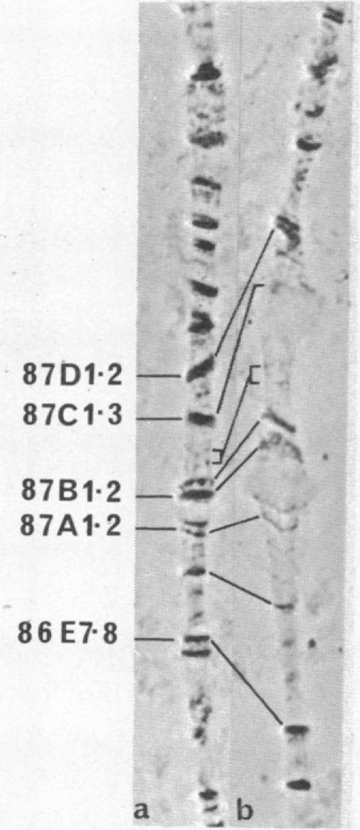 graphic file with name pnas00052-0347-b.jpg