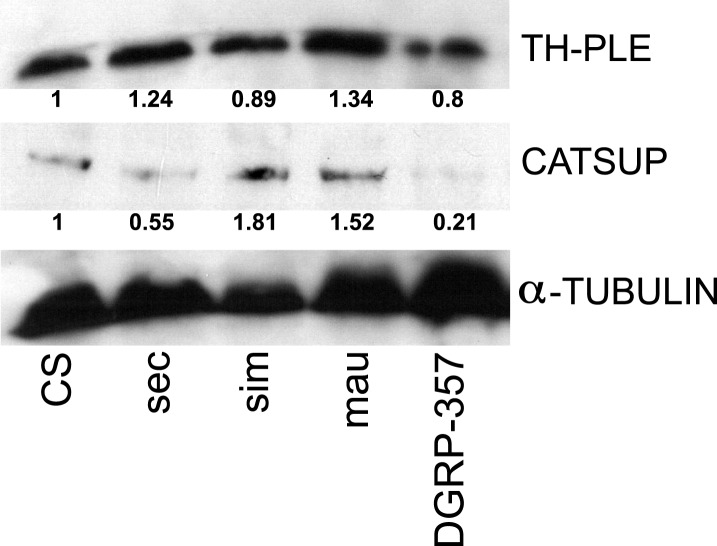 Figure 4—figure supplement 1.