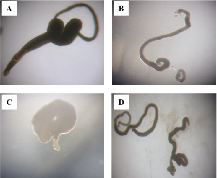 Fig. 1: