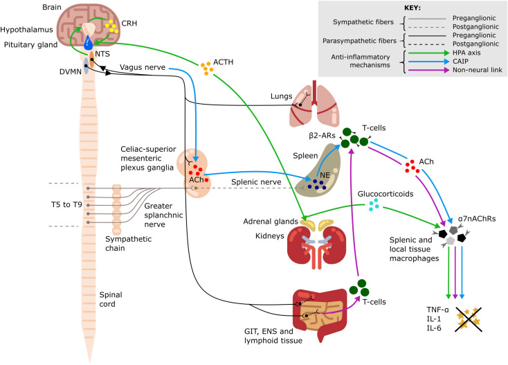 FIGURE 1